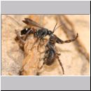 Episyron rufipes - Wegwespe w30 beim Nesteintrag mit einer Spinne.jpg